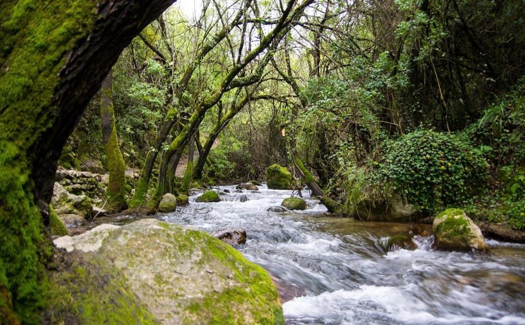 El Rincon De Las Higueras El Bosque Buitenkant foto